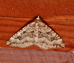 Epyaxa agelasta