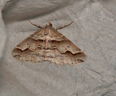 Syneora fractata