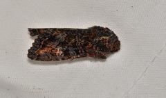 Neumichtis spumigera