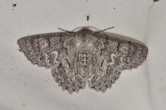 Crypsiphona tasmanica