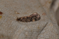 Barea phaeomochla