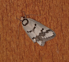 Compsotropha selenias