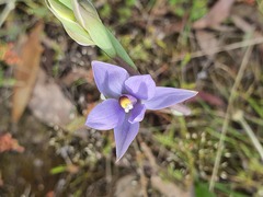 Thelymitra arenaria