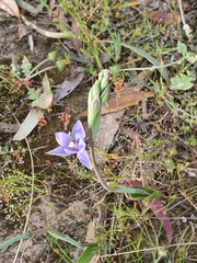 Thelymitra arenaria