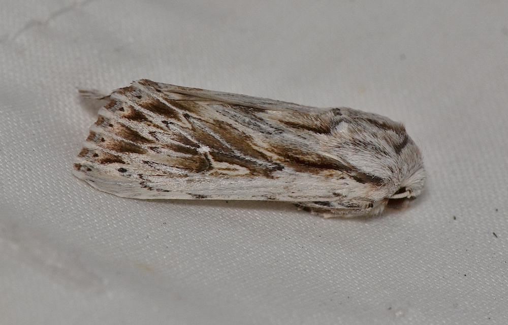 Chabuata dentosa