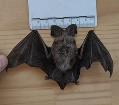 Nyctophilus geoffroyi