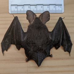 Nyctophilus geoffroyi