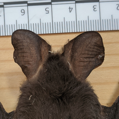 Nyctophilus geoffroyi
