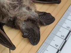 Nyctophilus geoffroyi