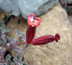 Silene humilis