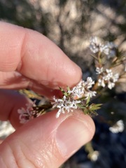 Acrothamnus melaleucoides