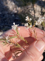 Acrothamnus melaleucoides