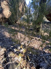Acrothamnus melaleucoides