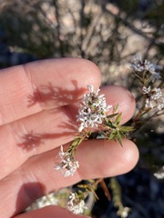 Acrothamnus melaleucoides