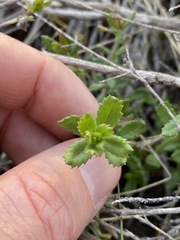 Gonocarpus oreophilus