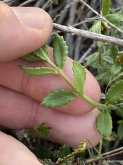 Gonocarpus oreophilus