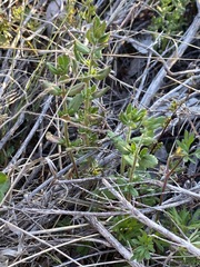 Gonocarpus oreophilus