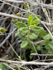 Gonocarpus oreophilus