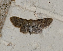 Idaea pervertipennis