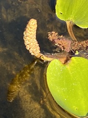 Potamogeton tricarinatus