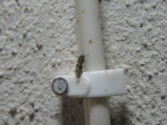 Stenopsocidae