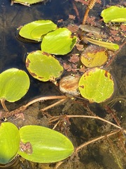 Potamogeton tricarinatus