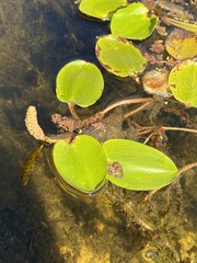 Potamogeton tricarinatus