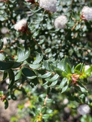 Spyridium scortechinii