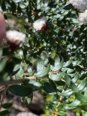 Spyridium scortechinii