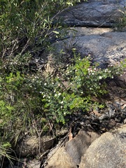 Spyridium scortechinii