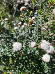 Spyridium scortechinii