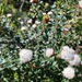 Cotton Bush - Photo (c) Greg Tasney, some rights reserved (CC BY-SA), uploaded by Greg Tasney