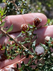 Spyridium scortechinii