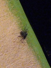 Paraphrynus carolynae