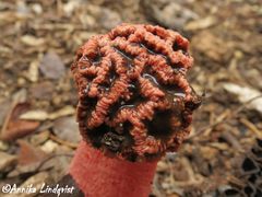 Lysurus periphragmoides