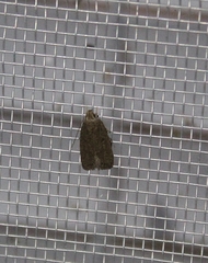 Athetiina