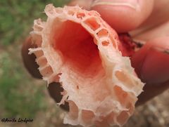 Lysurus periphragmoides