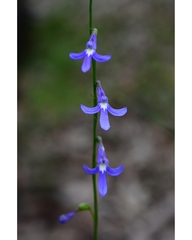 Lobelia dentata