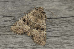 Clemathada calberlai