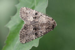 Clemathada calberlai