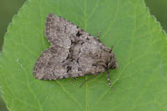 Clemathada calberlai