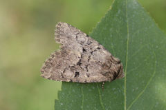 Clemathada calberlai