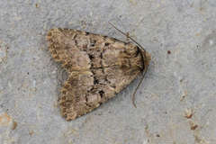 Clemathada calberlai