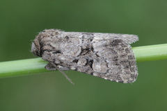 Clemathada calberlai