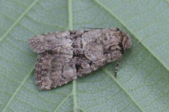 Clemathada calberlai