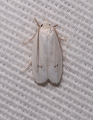 Antaeotricha albulella