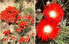 Drosanthemum lavisii