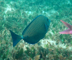 Prionurus maculatus