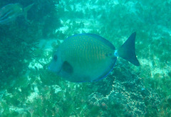 Prionurus maculatus