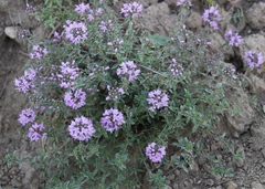 Thymus talijevii